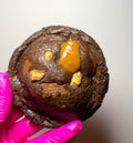 Chocolate Coffee Toffee